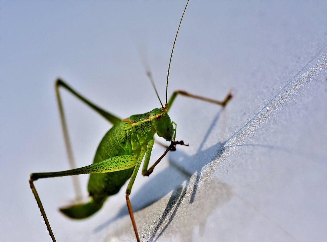 How Much Is the Rogrand525 Game on Pc