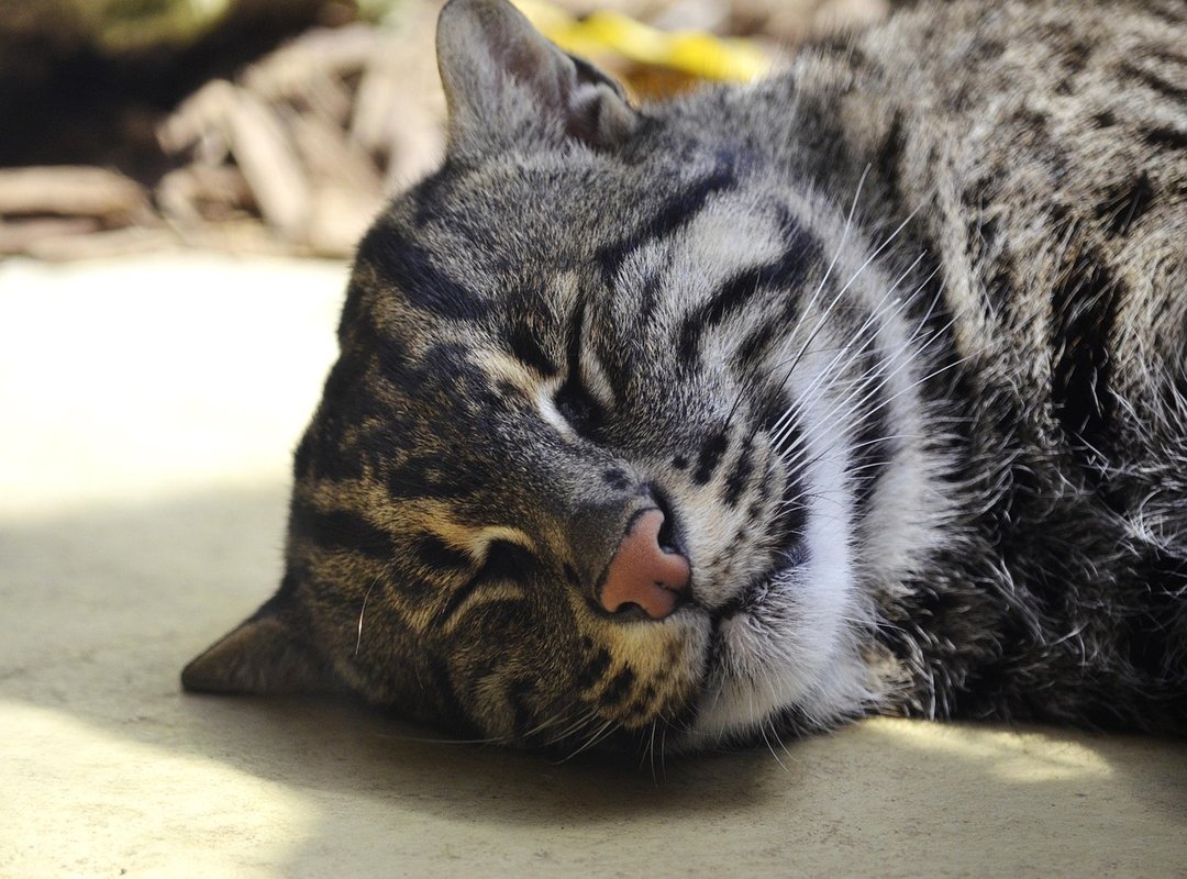 Where to Safely Hunt for Rare Anime Collectibles