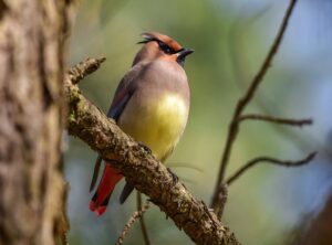 ghnu-24 rui hizuki strong wild white ranger