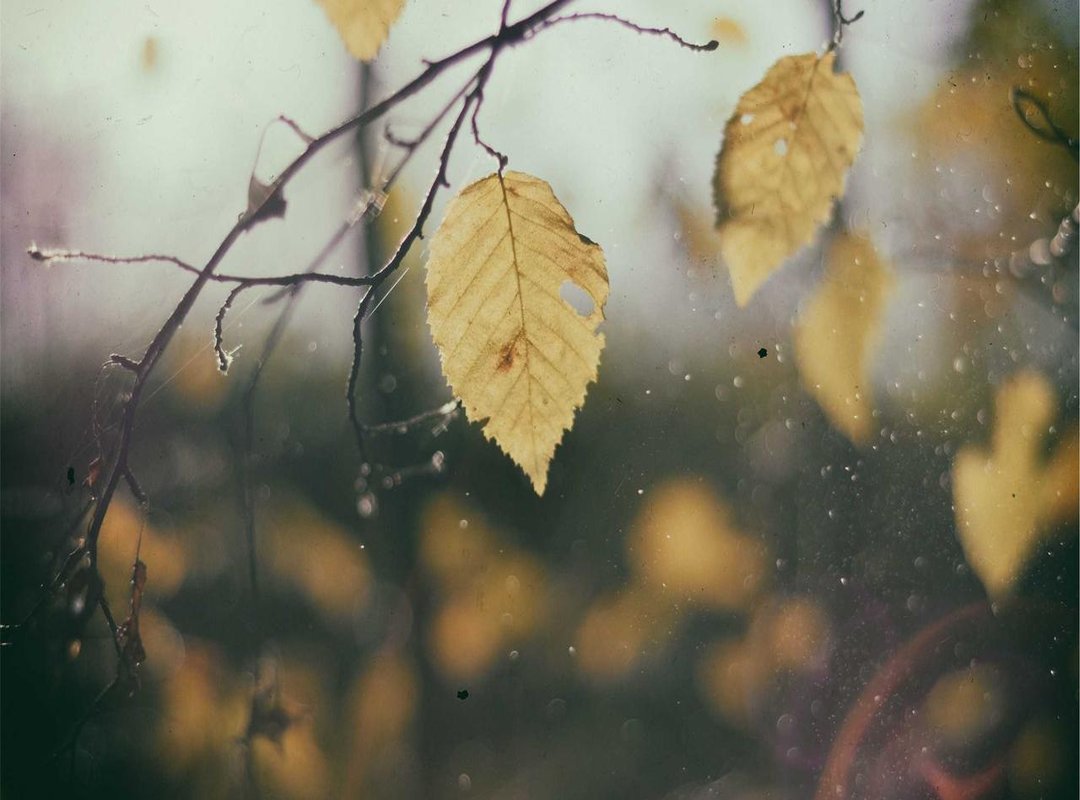 The Meme in the Wild: Best Examples and Variations